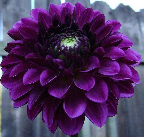 Purple Flower